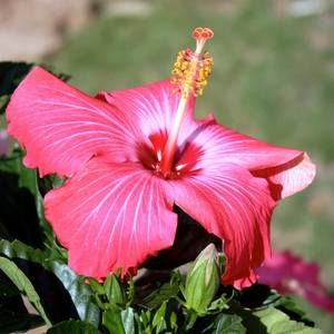 Meet your Posher, Diana